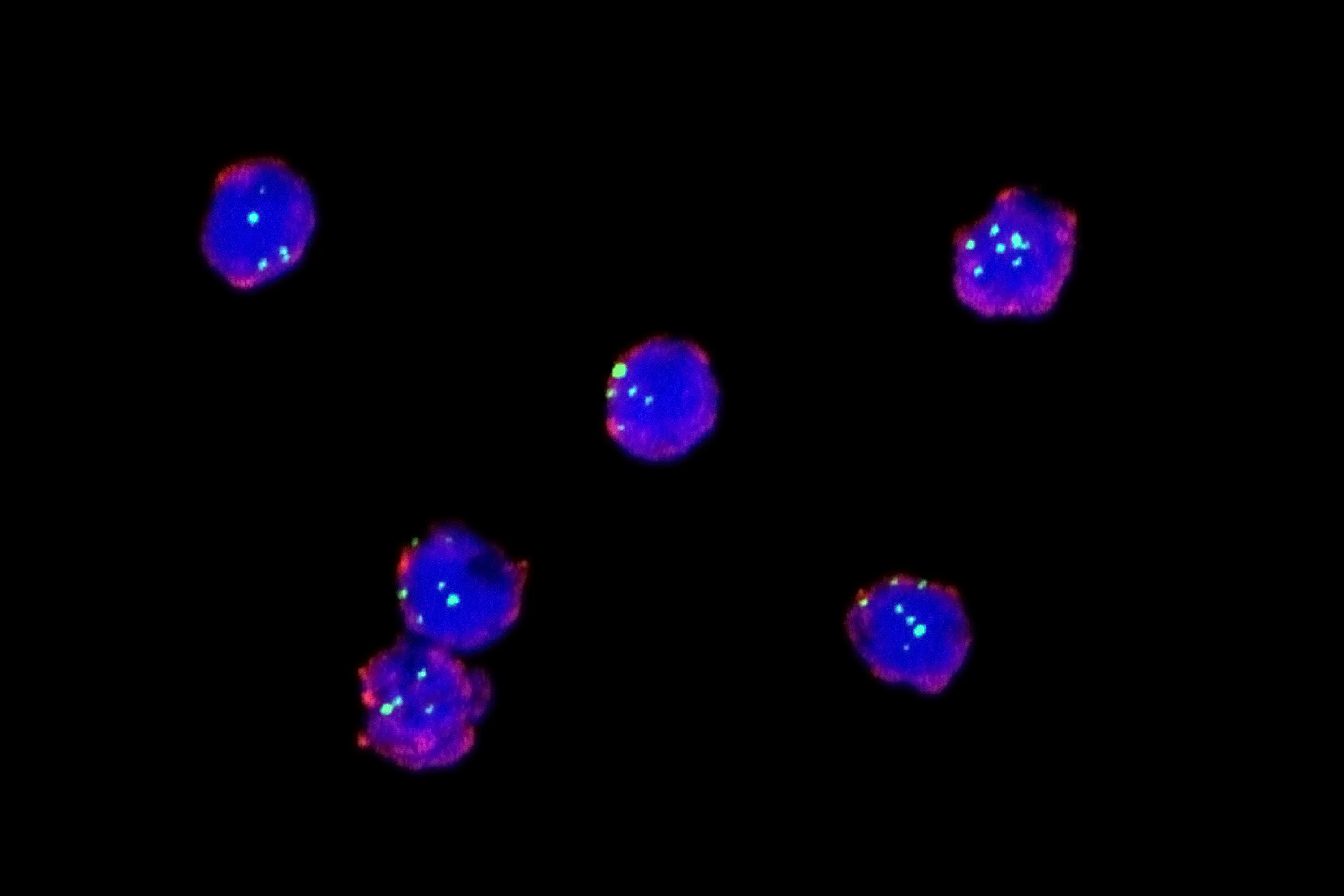 Chromatin marks in isolated cells