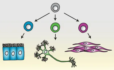 Cell Differentiation