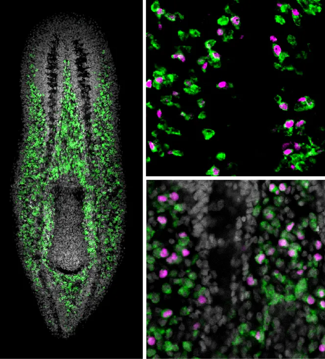 Planarian neoblasts