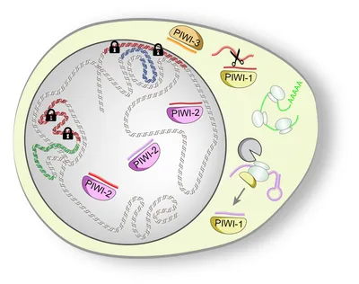 Schematic of planarian PIWI proteins