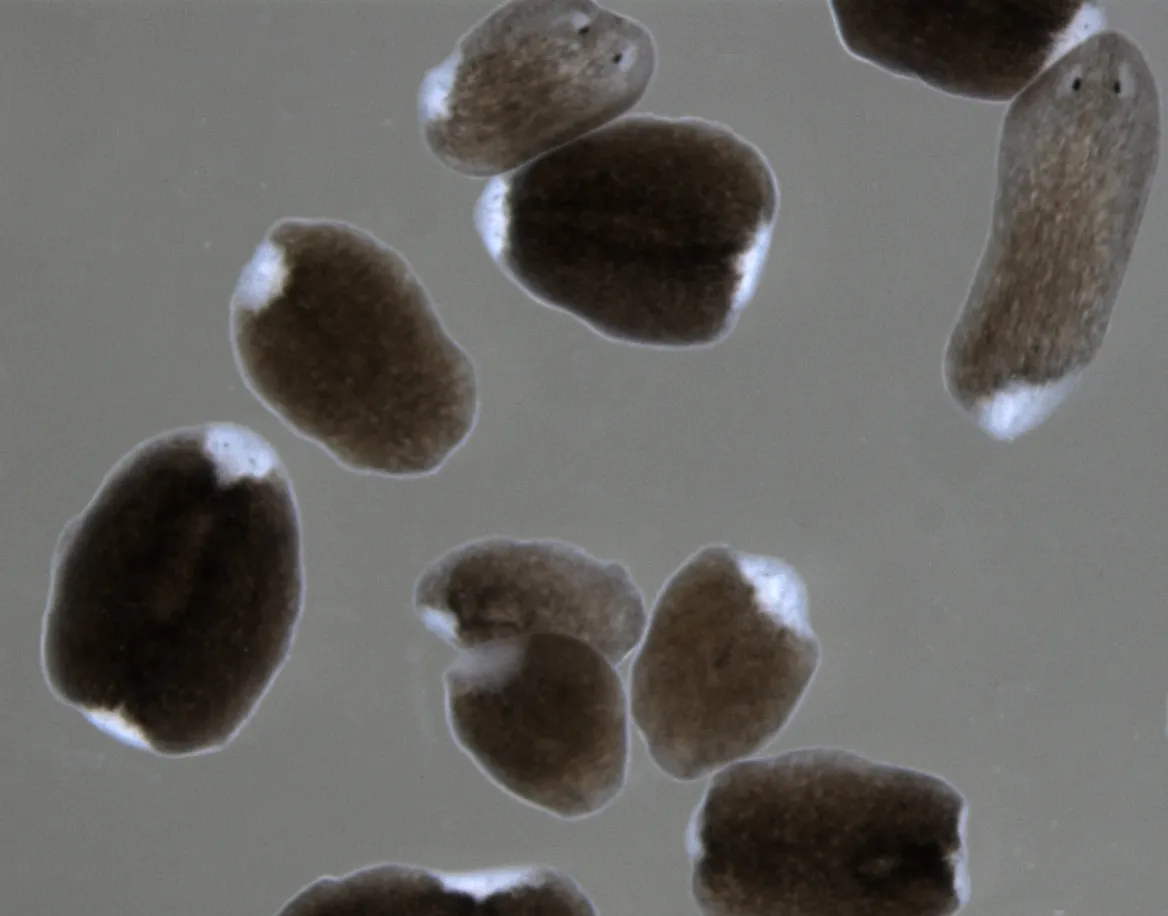 Regenerating fragments