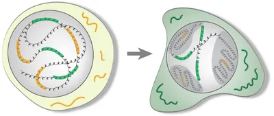 Chromatin organization in stem cells and differentiated cells
