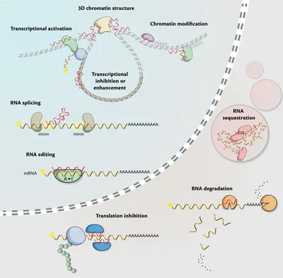 Regulatory functions of non-coding RNAs