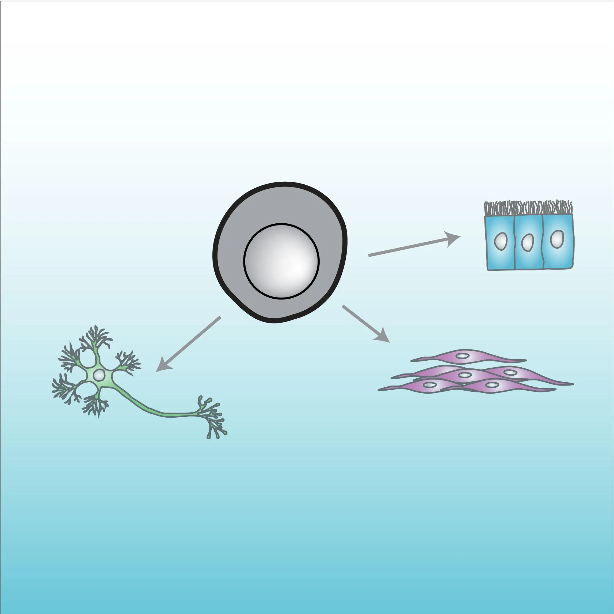 Regeneration and embryogenesis