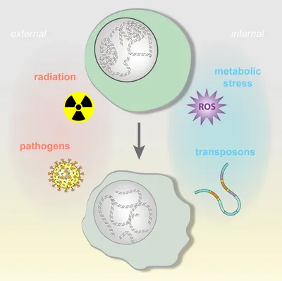 Threats to DNA integrity