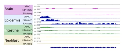 Genome region with tissue-specific chromatin marks