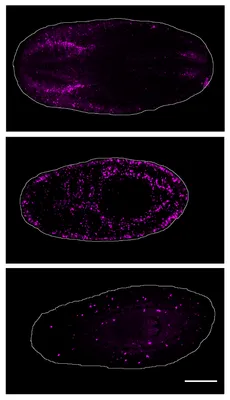 Three transposons activating in different tissues