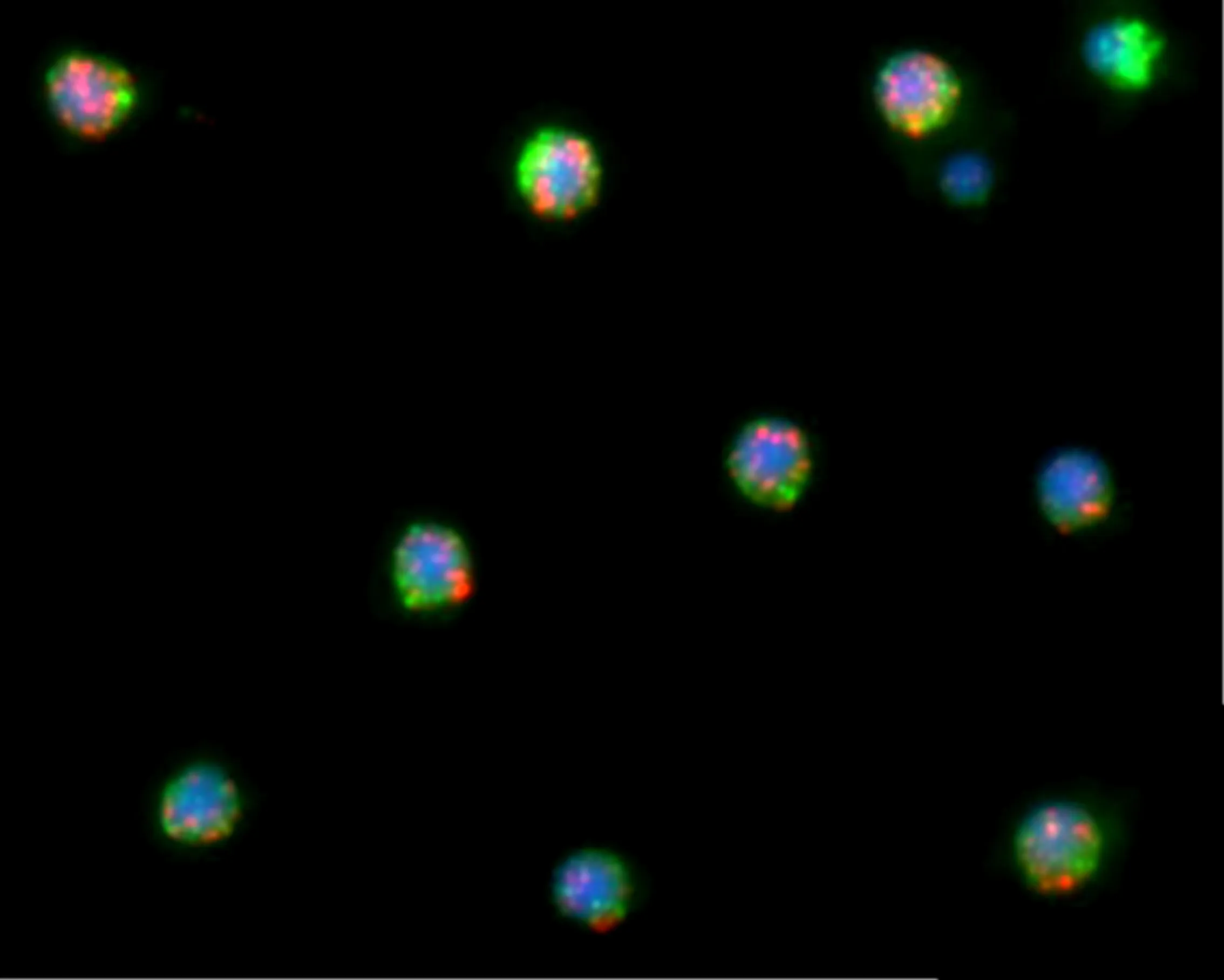 Isolated cells expressing a non-coding RNA